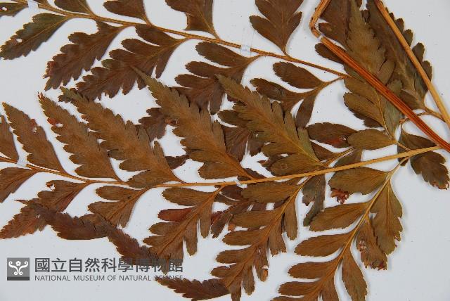 闊葉骨碎補藏品圖，第4張