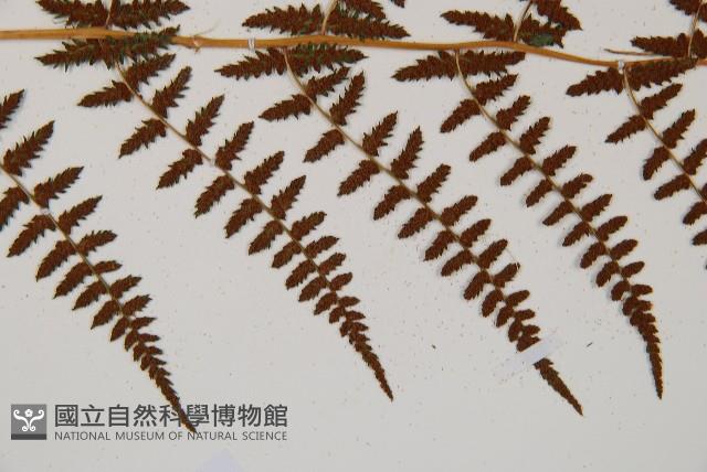 對生蹄蓋蕨藏品圖，第4張