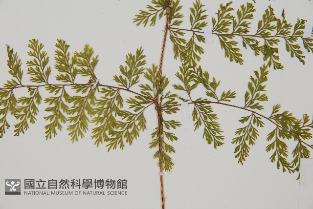台灣小膜蓋蕨藏品圖，第1張