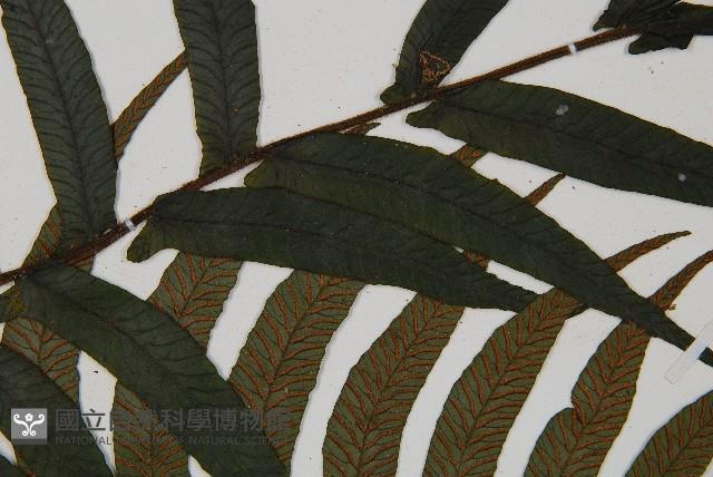 樸氏雙蓋蕨、毛柄蹄蓋蕨藏品圖，第4張