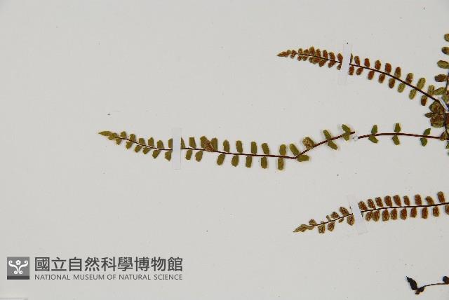 鐵角蕨藏品圖，第4張