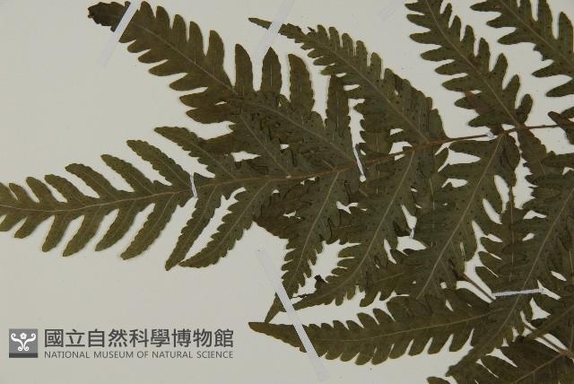 薄葉擬肋毛蕨藏品圖，第3張