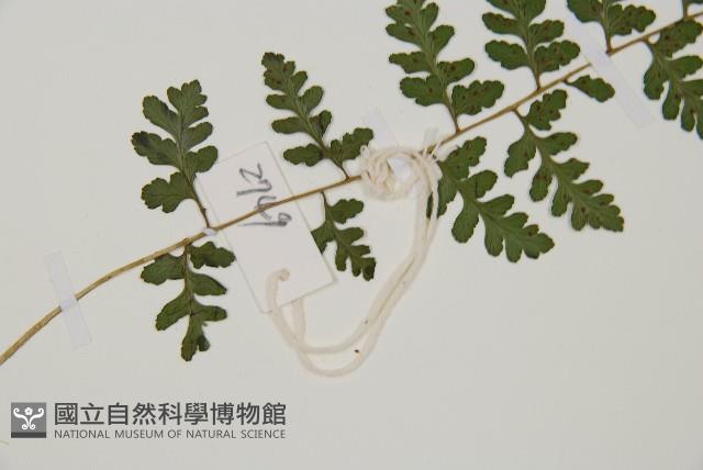 宿蹄蓋蕨藏品圖，第4張