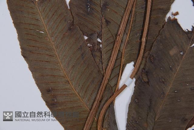 厚葉雙蓋蕨藏品圖，第4張