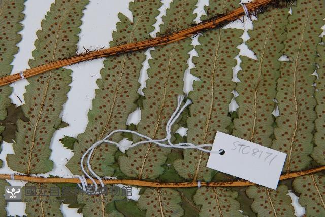 桫欏鱗毛蕨藏品圖，第4張