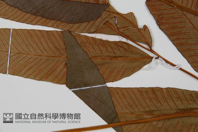 Accession Number:P008977 Collection Image, Figure 4, Total 5 Figures