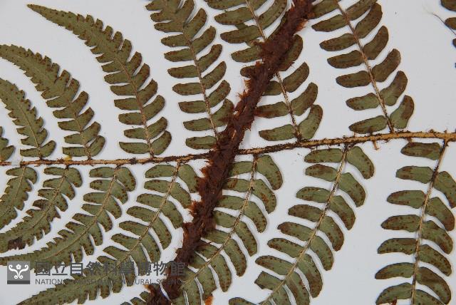 闊鱗鱗毛蕨藏品圖，第4張