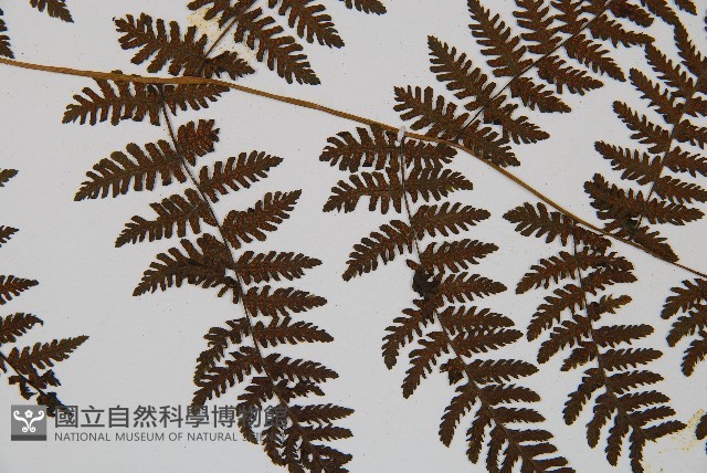 大葉貞蕨藏品圖，第4張