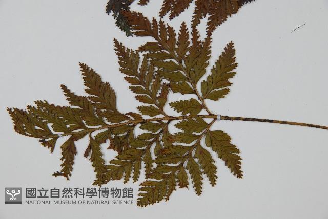 鱗葉陰石蕨藏品圖，第4張