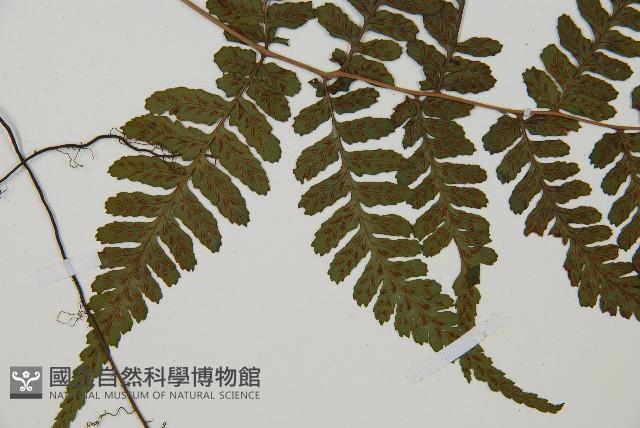 阿里山蹄蓋蕨藏品圖，第4張