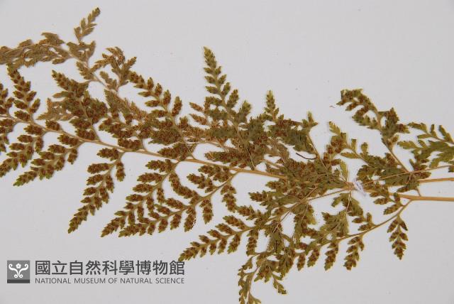 冷蕨藏品圖，第3張