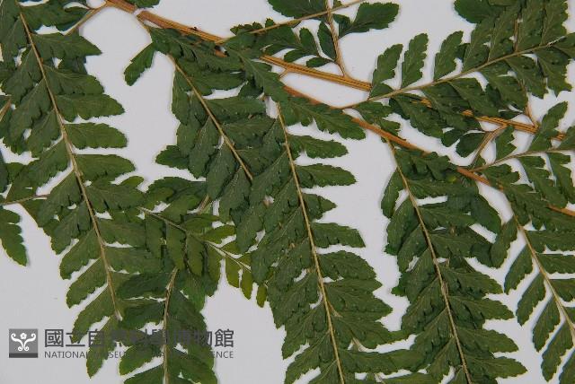 克氏鱗蓋蕨藏品圖，第4張