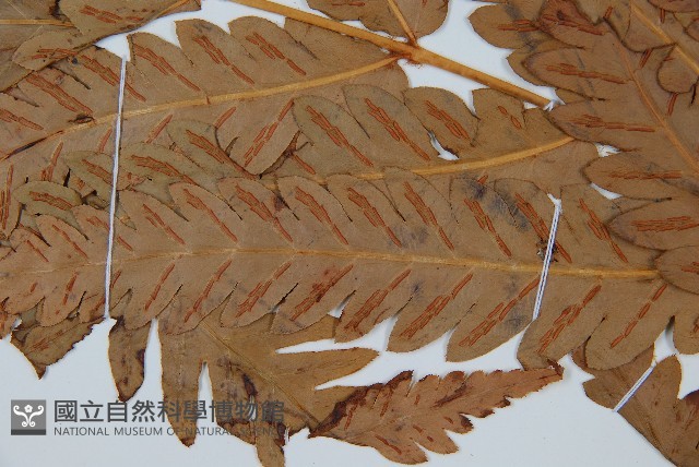 日本狗脊蕨藏品圖，第4張