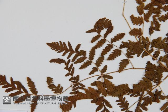 細裂羽節蕨藏品圖，第4張