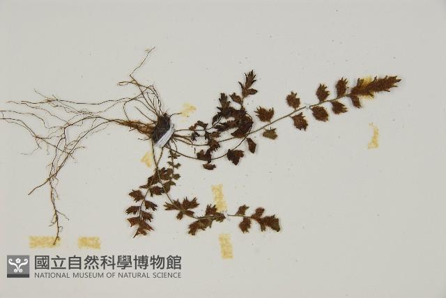 姬鐵角蕨藏品圖，第4張