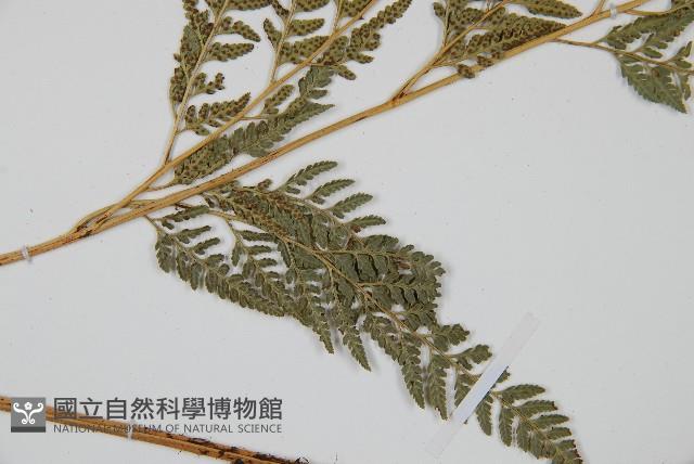 小葉複葉耳蕨藏品圖，第4張