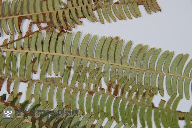 登錄號:P008087藏品圖，第4張