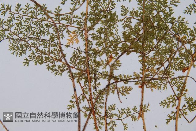 宿枝小膜蓋蕨藏品圖，第4張