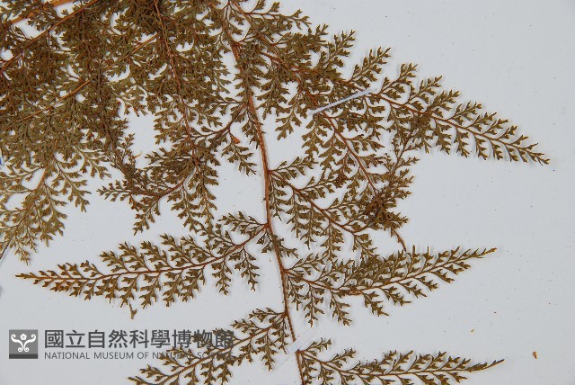 台灣小膜蓋蕨藏品圖，第4張