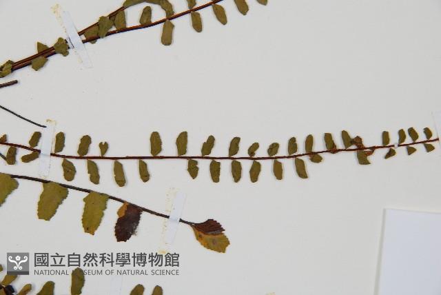 鐵角蕨藏品圖，第4張