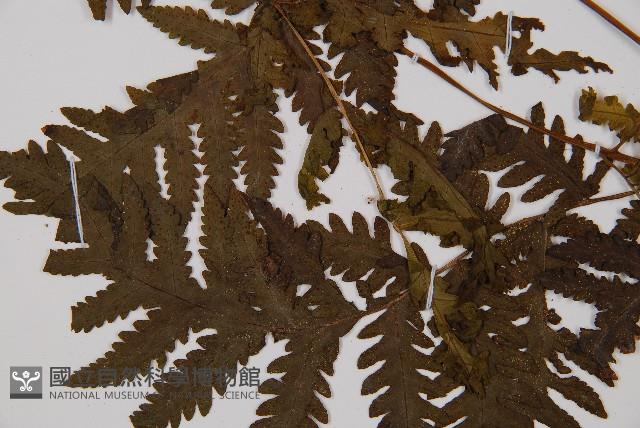 毛葉軸脈蕨藏品圖，第4張