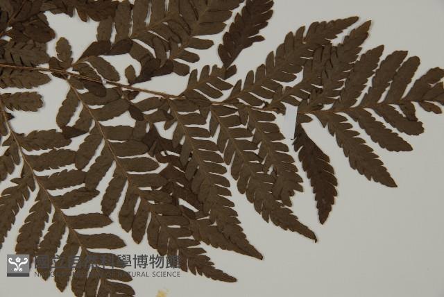 肋毛蕨藏品圖，第4張