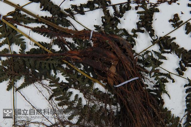 大葉貞蕨藏品圖，第4張