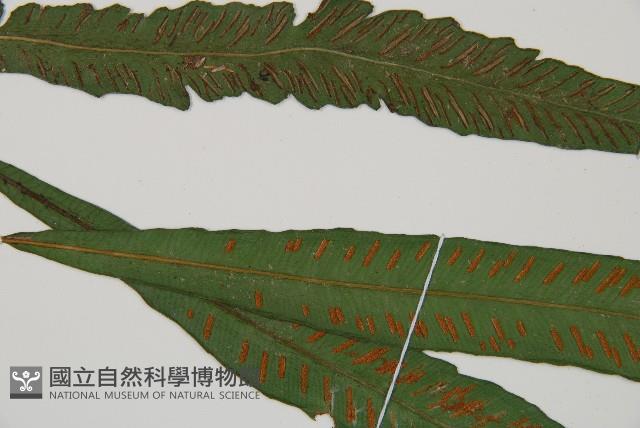 單葉雙蓋蕨藏品圖，第4張