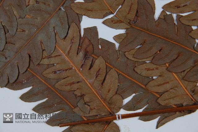 日本狗脊蕨藏品圖，第4張