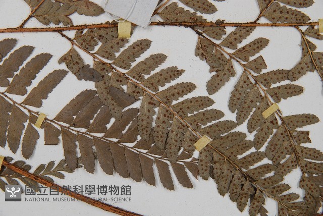 中華複葉耳蕨藏品圖，第4張