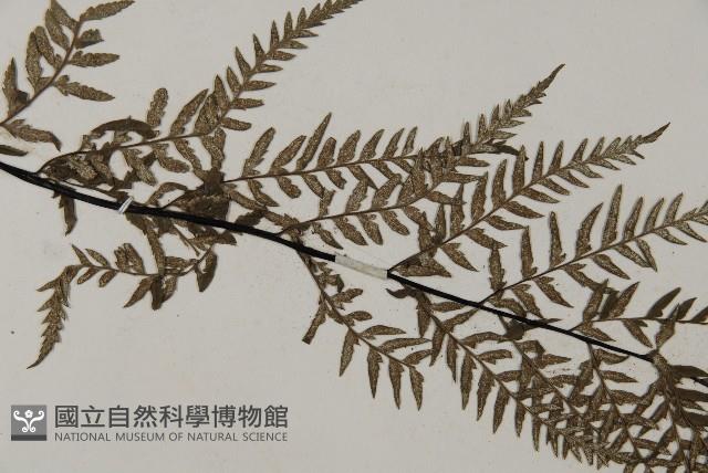 粉葉蕨藏品圖，第4張