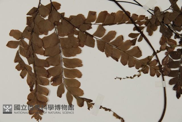 扇葉鐵線蕨藏品圖，第3張