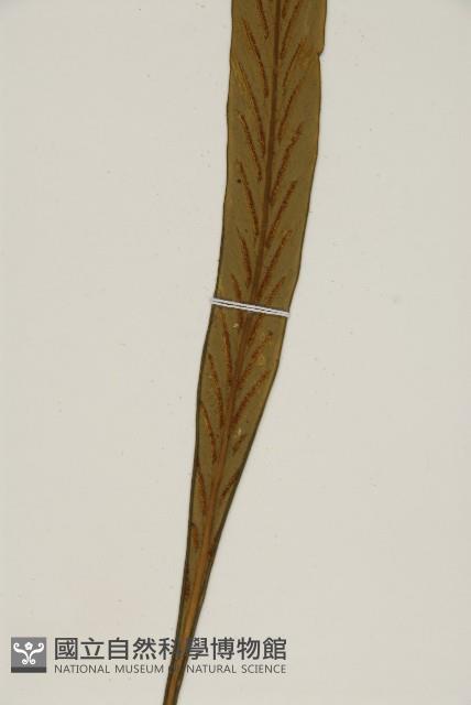 劍葉鐵角蕨、箭葉鐵角蕨藏品圖，第4張