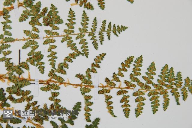 腺鱗毛蕨藏品圖，第4張