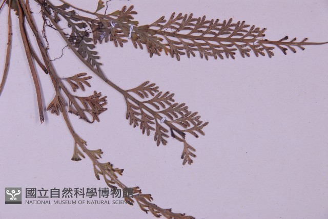 長生鐵角蕨藏品圖，第4張