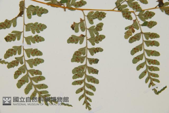 上先型鱗毛蕨、玉山假複葉耳蕨藏品圖，第4張