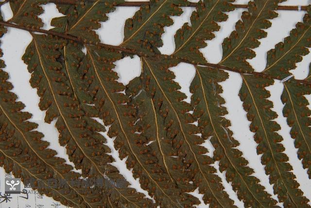 邊緣鱗蓋蕨藏品圖，第4張