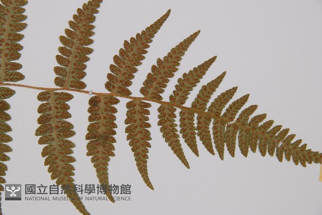 毛軸假蹄蓋蕨藏品圖，第4張