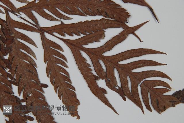 臺灣狗脊蕨藏品圖，第3張