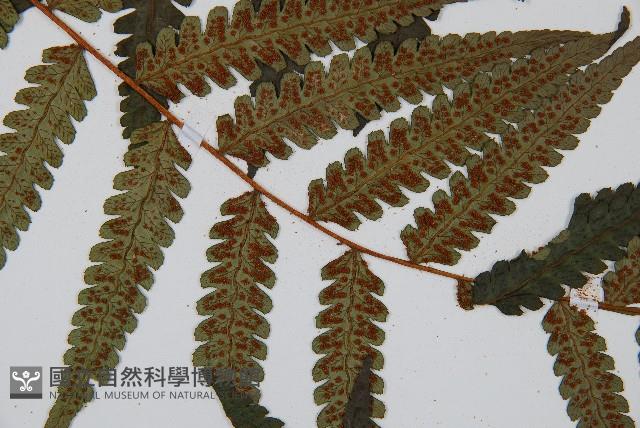 韓氏黑桫欏藏品圖，第3張