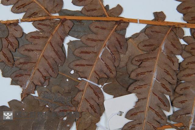 日本狗脊蕨藏品圖，第4張