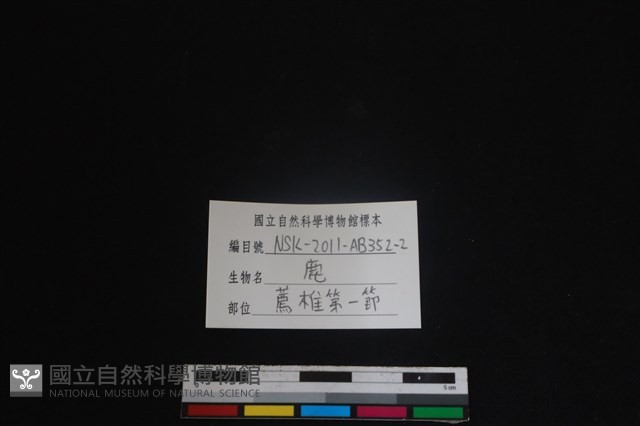 梅花鹿骨藏品圖，第4張