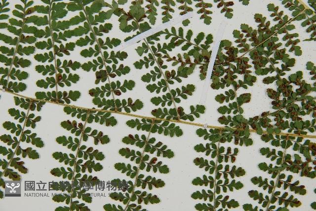 魚鱗蕨藏品圖，第26張