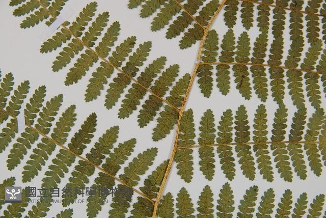 細葉姬蕨藏品圖，第24張