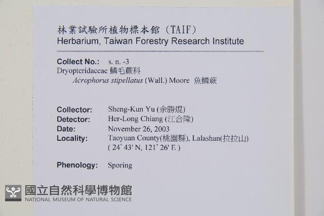 魚鱗蕨藏品圖，第19張