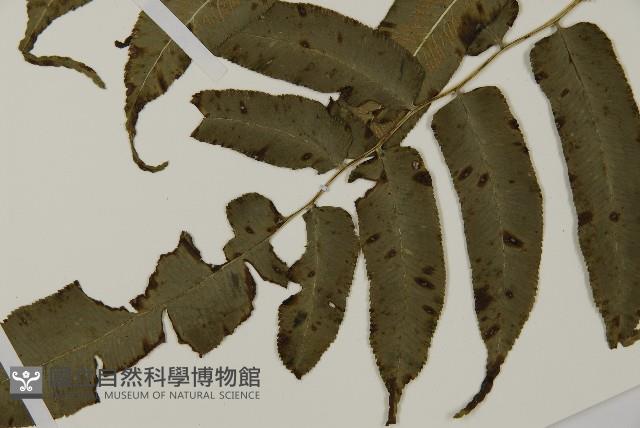 高山鳳丫蕨藏品圖，第16張