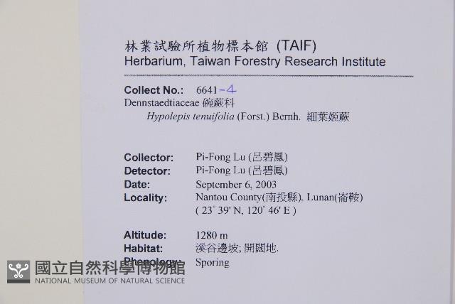 細葉姬蕨藏品圖，第17張