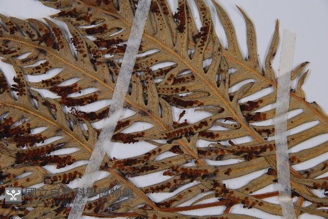 臺灣狗脊蕨藏品圖，第6張