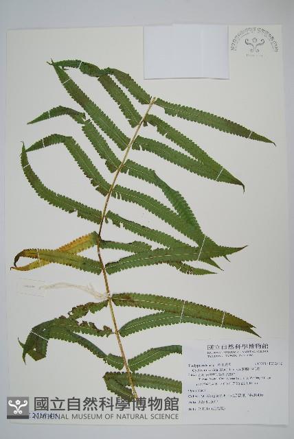 密腺小毛蕨藏品圖，第5張