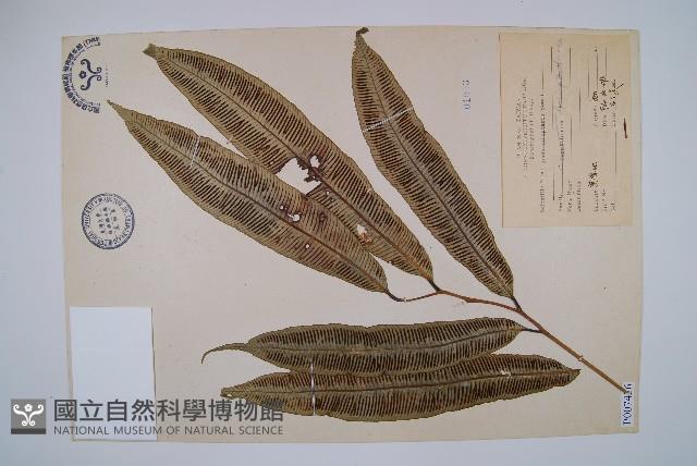 斜方複葉耳蕨藏品圖，第6張